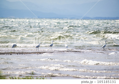 琵琶湖の夏2022年 琵琶湖の夏2022年 105185131
