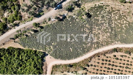 aerial view of lavender with drone aerial view of lavender with drone 105185397