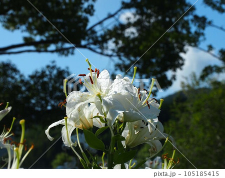 朝の日差しを浴びたカサブランカ(梅雨明けの空と公園の白百合の花) 朝の日差しを浴びたカサブランカ(梅雨明けの空と公園の白百合の花) 105185415