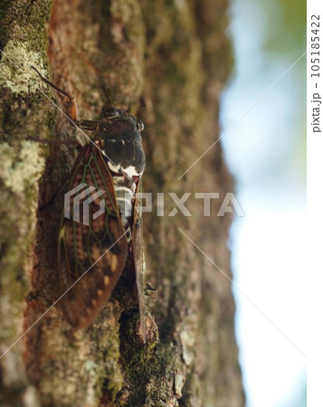ヤマモモの木にとまったアブラゼミ 105185422