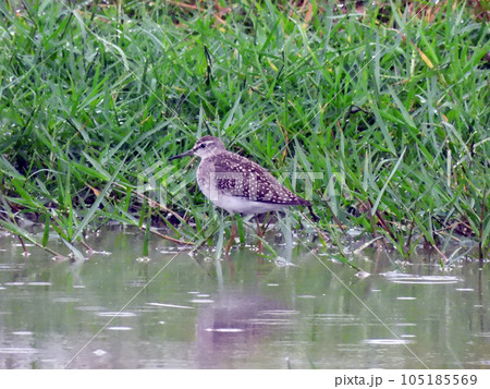 タカブシギ 105185569