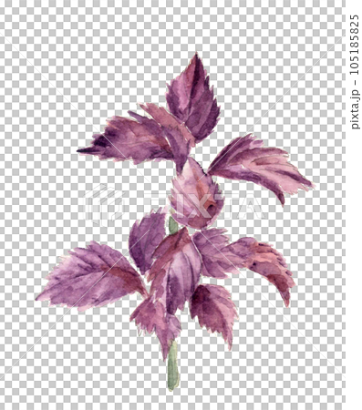 Illustration of red shiso drawn by watercolor White back Transparent background Illustration of red shiso drawn by watercolor White back Transparent background 105185825