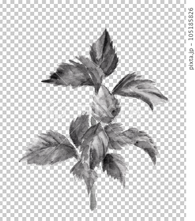 Monotone illustration of shiso drawn in ink painting style watercolor White background Transparent background Monotone illustration of shiso drawn in ink painting style watercolor White background Transparent background 105185826