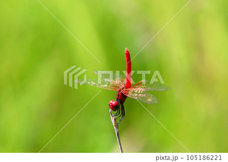 ハッチョウトンボのオス 105186221