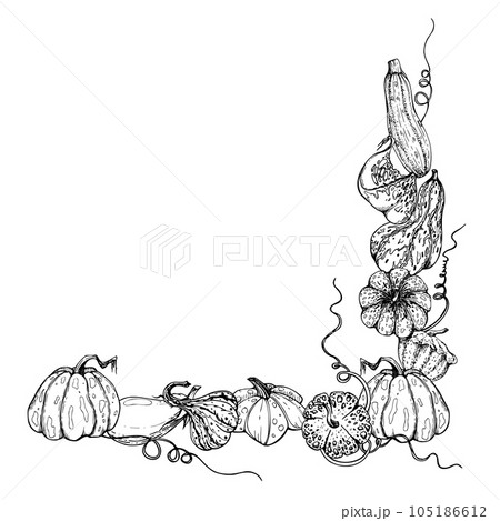 Hand drawn ink vector pumpkin gourd squash. Sketch illustration art for Thanksgiving, Halloween, harvest, farming. Square frame, outline. Design for restaurant menu print, cafe, website, invitation 105186612