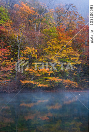 奥入瀬渓流(秋) 奥入瀬渓流(秋) 105186695