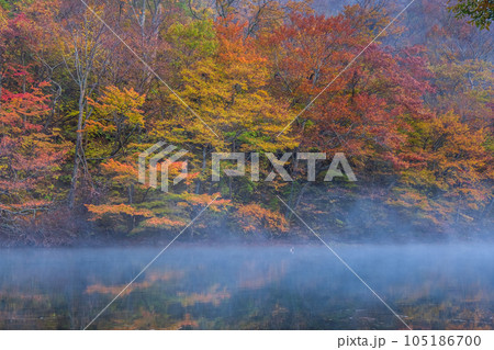 奥入瀬渓流(秋) 奥入瀬渓流(秋) 105186700