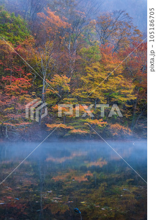 奥入瀬渓流(秋) 奥入瀬渓流(秋) 105186705