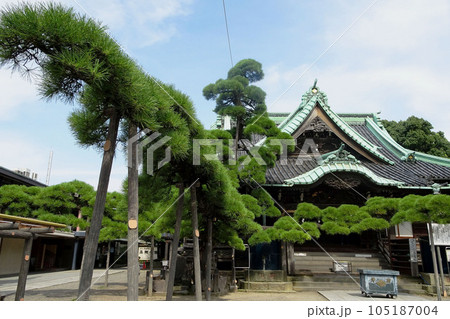 釈迦堂の前に支柱を付けた"瑞龍の松"【柴又帝釈天・題経寺】東京都葛飾区 105187004