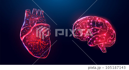Human heart and brain. Wireframe low poly style. Concept for medical, treatment of the hepatitis. Abstract modern 3d vector illustration on dark blue background 105187143