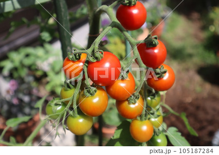 家庭菜園のミニトマト 105187284