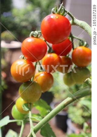 家庭菜園のミニトマト 家庭菜園のミニトマト 105187289