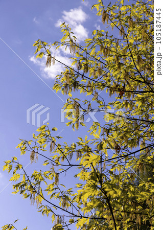 young spring oak foliage and oak flowers during flowering young spring oak foliage and oak flowers during flowering 105187445