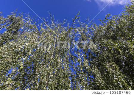 High birch tree in summer 105187460