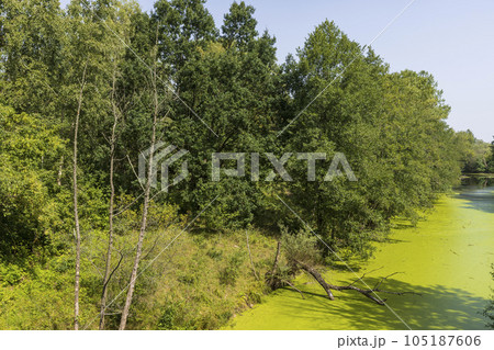 Swampy terrain with plants in summer Swampy terrain with plants in summer 105187606