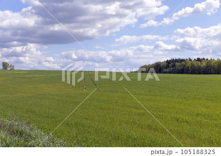 a field with green cereals in the spring season a field with green cereals in the spring season 105188325