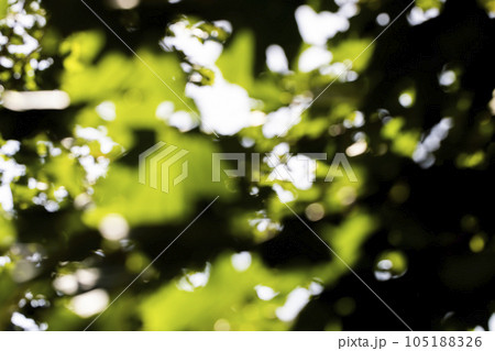 Tall maple tree in summer 105188326