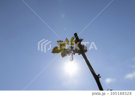 young blackberry leaves in the spring season young blackberry leaves in the spring season 105188328