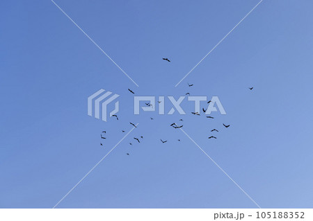 birds flying in the background of the blue sky birds flying in the background of the blue sky 105188352