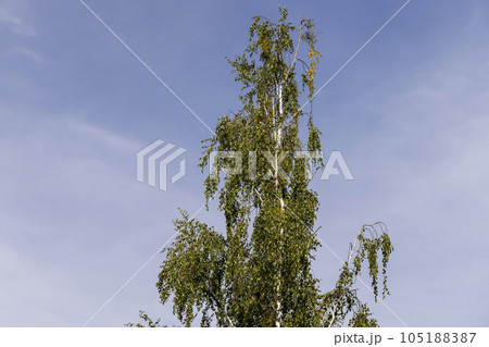 Birch tree at the end of the summer season Birch tree at the end of the summer season 105188387