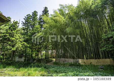 篁山の竹林寺　竹林　広島県東広島市 105188389