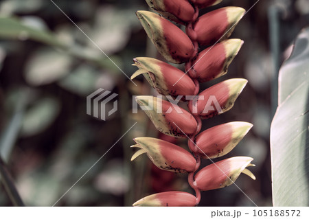 熱帯の植物ヘリコニア　南国の魅力を感じるヘリコニア　ストラータの花 105188572