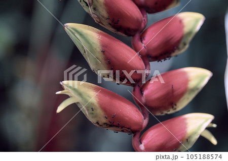 熱帯の植物ヘリコニア 南国の魅力を感じるヘリコニア ストラータの花 熱帯の植物ヘリコニア 南国の魅力を感じるヘリコニア ストラータの花 105188574