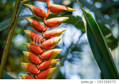 熱帯の植物ヘリコニア 南国の魅力を感じるヘリコニア ストラータの花 熱帯の植物ヘリコニア 南国の魅力を感じるヘリコニア ストラータの花 105188575