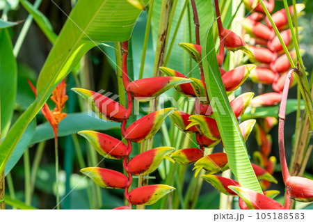 熱帯の植物ヘリコニア　南国の魅力を感じるヘリコニア　ストラータの花 105188583
