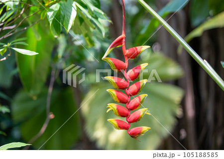 熱帯の植物ヘリコニア　南国の魅力を感じるヘリコニア　ストラータの花 105188585