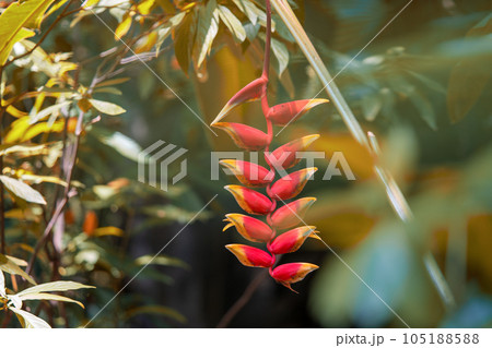 熱帯の植物ヘリコニア　南国の魅力を感じるヘリコニア　ストラータの花 105188588