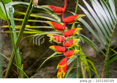 熱帯の植物ヘリコニア 南国の魅力を感じるヘリコニア ストラータの花 熱帯の植物ヘリコニア 南国の魅力を感じるヘリコニア ストラータの花 105188589
