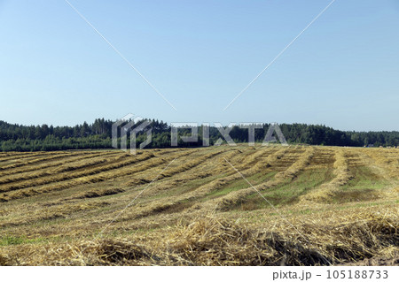 A field with cereals in the summer 105188733