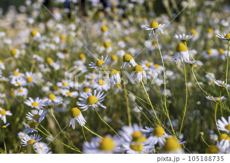 A large number of white daisies A large number of white daisies 105188735