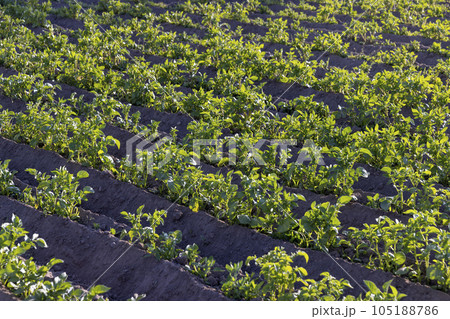 the green tops of a potato field in spring at sunset the green tops of a potato field in spring at sunset 105188786
