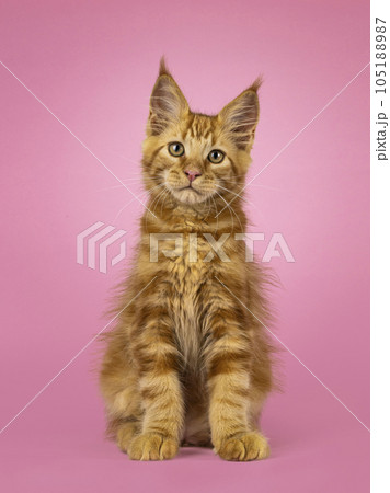 Maine Coon cat kitten on a pink background 105188987