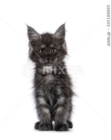 Maine Coon cat kitten on white background 105189005