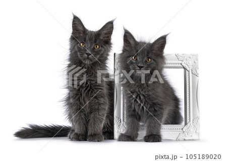 Maine Coon cat kitten on white background Maine Coon cat kitten on white background 105189020
