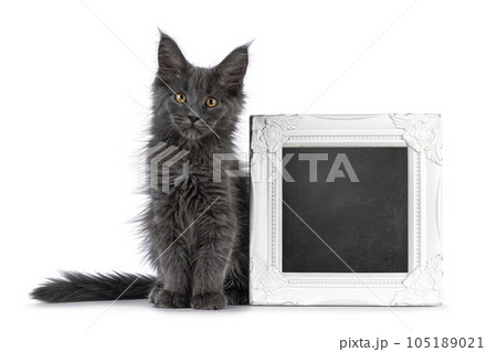 Maine Coon cat kitten on white background Maine Coon cat kitten on white background 105189021