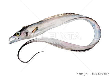 タチウオ 手描き水彩画 タチウオ 手描き水彩画 105189167