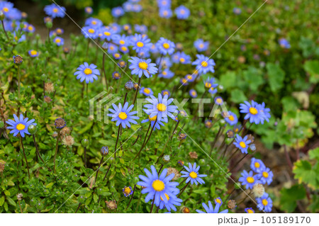 Felicia amelloides celestial blue flowers with yellow center Felicia amelloides celestial blue flowers with yellow center 105189170