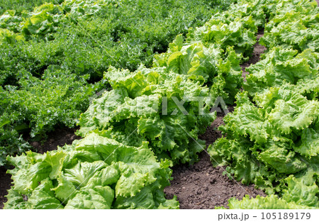 Lettuce and endive plants at the vegetable bed 105189179