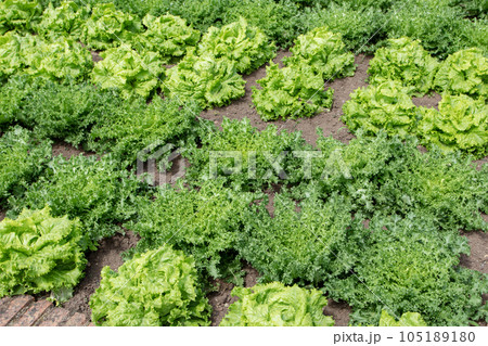 Endive lettuce plants in the organic garden 105189180