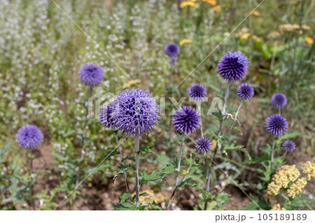 Southern globethistle or echinops ritro flowering plant Southern globethistle or echinops ritro flowering plant 105189189
