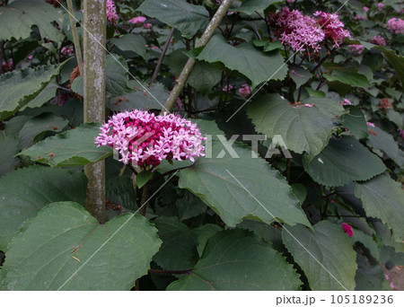 Clerodendrum bungei or rose glory bower flowers 105189236