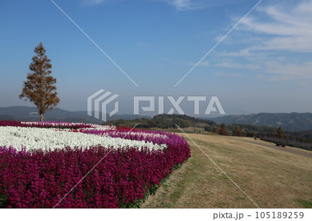 秋のあわじ花さじき(兵庫県淡路島) 秋のあわじ花さじき(兵庫県淡路島) 105189259