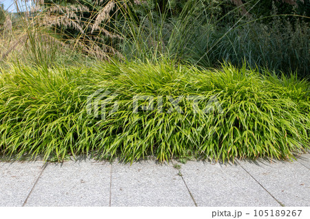 Hakonechloa macra or hakone grass or japanese forest grass 105189267