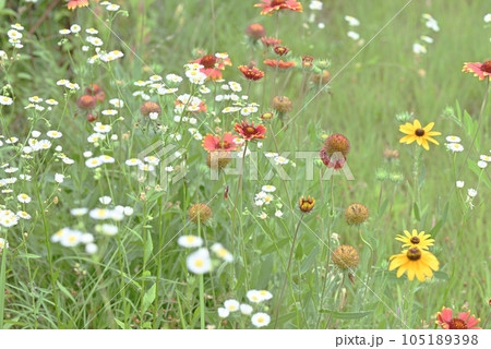はらっぱに咲く花 105189398