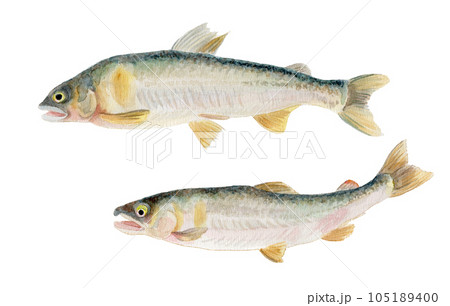 アユ 手描き水彩画 アユ 手描き水彩画 105189400