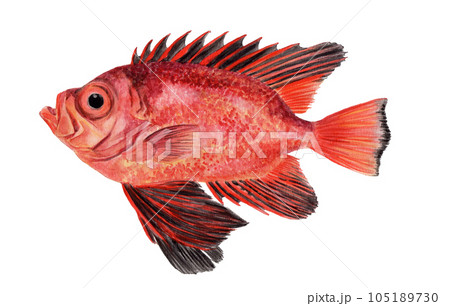 チカメキントキの手描き水彩画 105189730